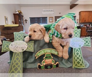 English Cream Golden Retriever Litter for sale in BURKBURNETT, TX, USA
