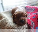 Small Photo #10 Goldendoodle Puppy For Sale in DENISON, TX, USA