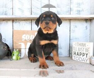 Rottweiler Puppy for sale in CANTON, OH, USA