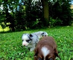 Puppy Self blue merle Miniature Australian Shepherd