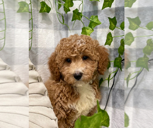 Poochon Puppy for sale in MARIETTA, GA, USA