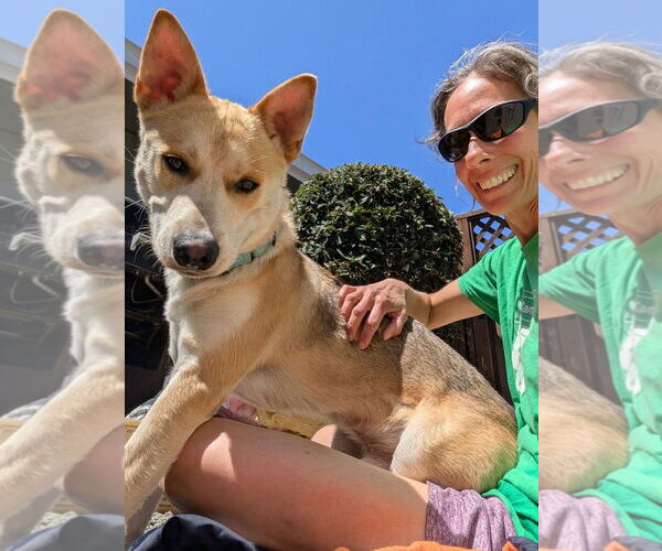 Medium Photo #2 Mutt Puppy For Sale in Woodland Hills, CA, USA