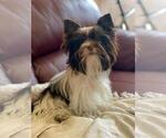 Small Photo #1 Yorkshire Terrier Puppy For Sale in BALDWIN HILLS, CA, USA