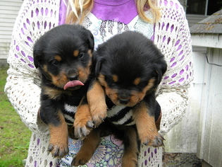 Rottweiler Puppy for sale in ROGUE RIVER, OR, USA