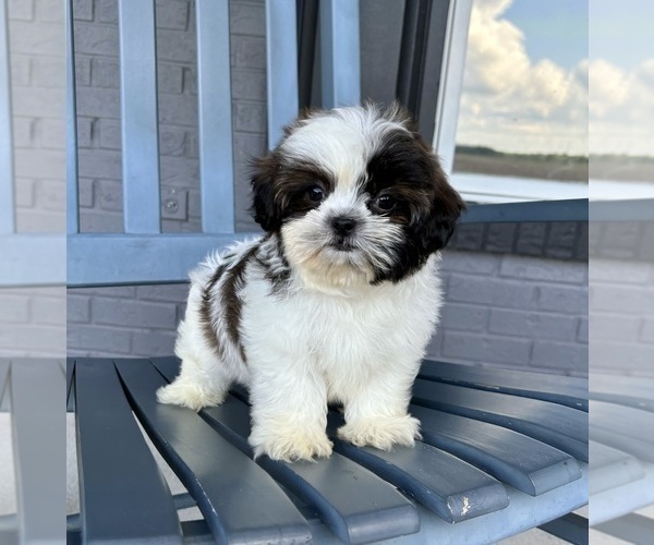 Medium Photo #2 Shih Tzu Puppy For Sale in INDIANAPOLIS, IN, USA