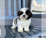 Small #1 Shih Tzu