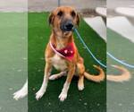 Small #5 Labrador Retriever Mix