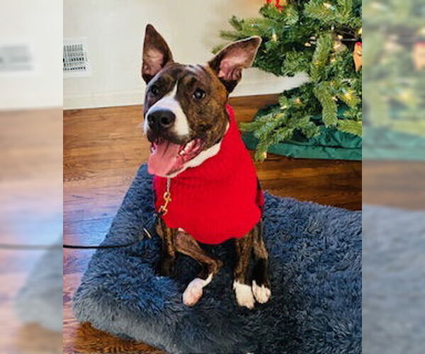 Medium Photo #6 American Pit Bull Terrier-Mountain Cur Mix Puppy For Sale in Oakhurst, NJ, USA