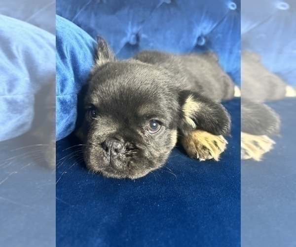 Medium Photo #1 French Bulldog Puppy For Sale in SANTA FE, NM, USA