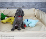 Small Photo #1 Weimaraner Puppy For Sale in OGDEN, UT, USA