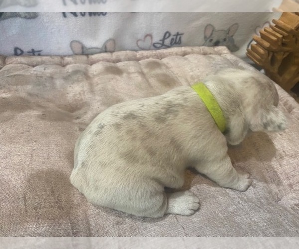 Full screen Photo #6 French Bulldog Puppy For Sale in VILLA RICA, GA, USA