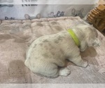 Small Photo #6 French Bulldog Puppy For Sale in VILLA RICA, GA, USA