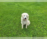 Small Great Pyrenees