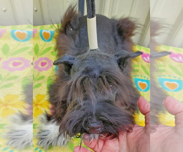 Medium Photo #3 - Mix Puppy For Sale in Mountain View, MO, USA