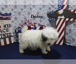 Small #15 Poodle (Toy)
