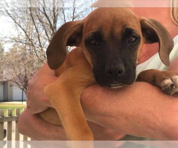 Medium Photo #8 Boxer-Unknown Mix Puppy For Sale in Princeton, MN, USA