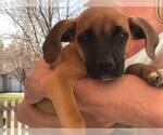 Small #7 Boxer Mix