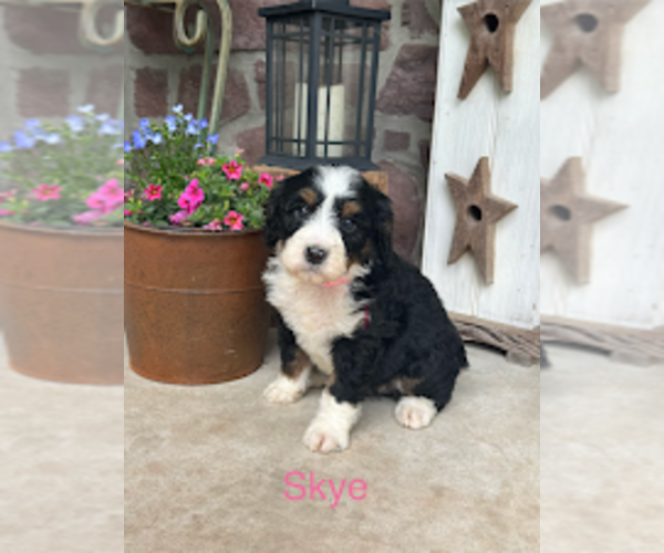Medium Photo #2 Bernedoodle (Miniature) Puppy For Sale in DENVER, PA, USA
