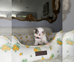 Small #15 Chihuahua
