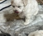 Small Photo #13 Maltipoo Puppy For Sale in JASPER, GA, USA