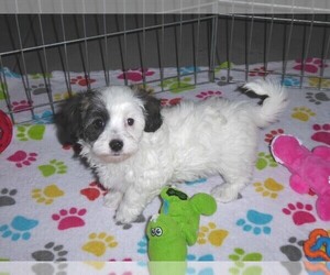 Maltese-Poodle (Toy) Mix Puppy for sale in ORO VALLEY, AZ, USA