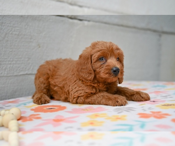 Medium Photo #5 Poodle (Miniature) Puppy For Sale in MILLERSBURG, OH, USA