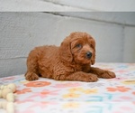 Small #4 Poodle (Miniature)