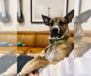 German Shepherd Dog-Unknown Mix Dogs for adoption in San Diego, CA, USA