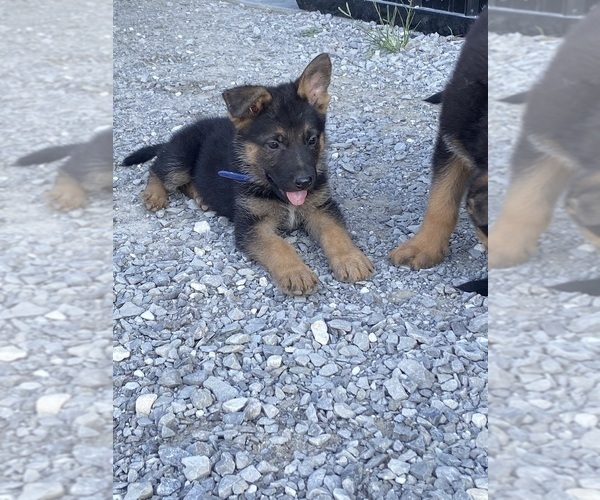 Medium Photo #1 German Shepherd Dog Puppy For Sale in CRAB ORCHARD, KY, USA