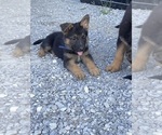 Small Photo #1 German Shepherd Dog Puppy For Sale in CRAB ORCHARD, KY, USA