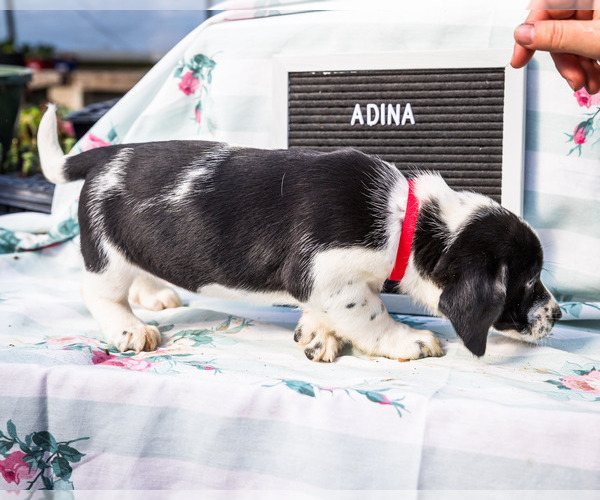 Medium Photo #5 Australian Cattle Dog-Basset Hound Mix Puppy For Sale in WAKARUSA, IN, USA