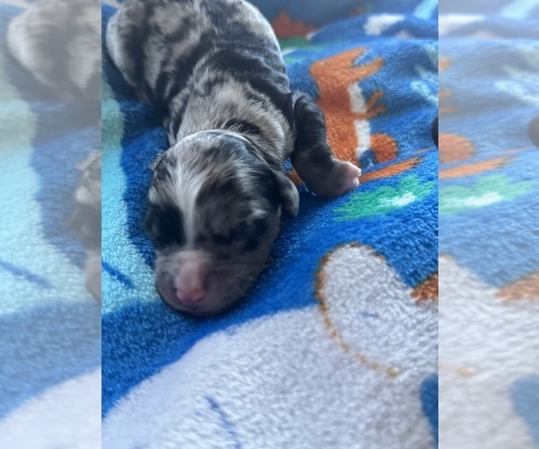 Medium Photo #26 Aussiedoodle-Bernedoodle Mix Puppy For Sale in BELTON, SC, USA