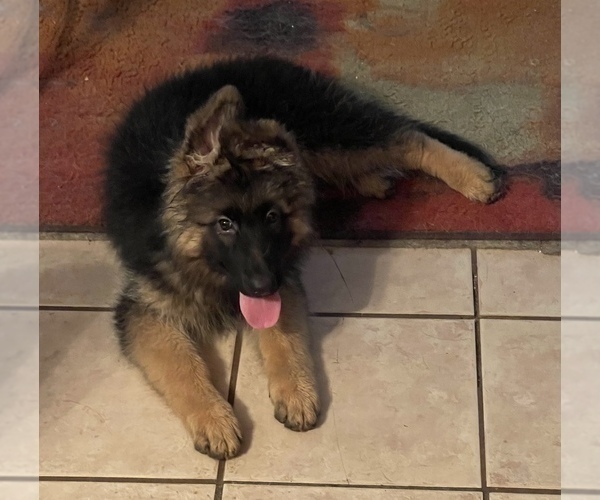 Medium Photo #1 German Shepherd Dog Puppy For Sale in FORT MYERS, FL, USA