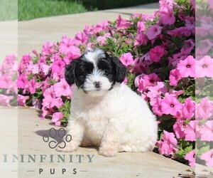 Goldendoodle (Miniature) Puppy for sale in OXFORD, PA, USA
