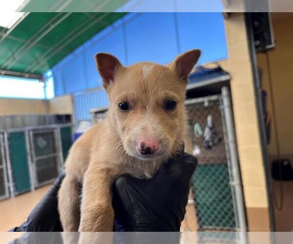 Medium Photo #1 Mutt Puppy For Sale in Chula Vista, CA, USA