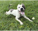 Small #2 American Pit Bull Terrier Mix