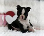 Small Photo #3 Boston Terrier Puppy For Sale in RICHFIELD, PA, USA