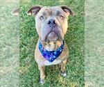 Small Mutt
