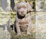 Small Photo #4 Labrador Retriever Puppy For Sale in REEDLEY, CA, USA