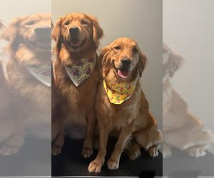 Father of the Golden Retriever puppies born on 12/31/2025