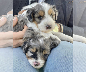 Aussiedoodle Miniature  Puppy for sale in WASHINGTON, DC, USA