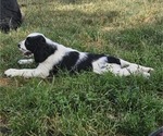 Small #4 English Springer Spaniel