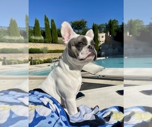 Father of the French Bulldog puppies born on 11/11/2025