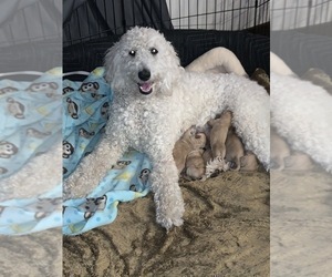 Mother of the Goldendoodle puppies born on 05/07/2022