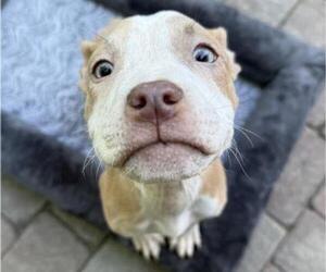 American Pit Bull Terrier Dogs for adoption in Alameda, CA, USA
