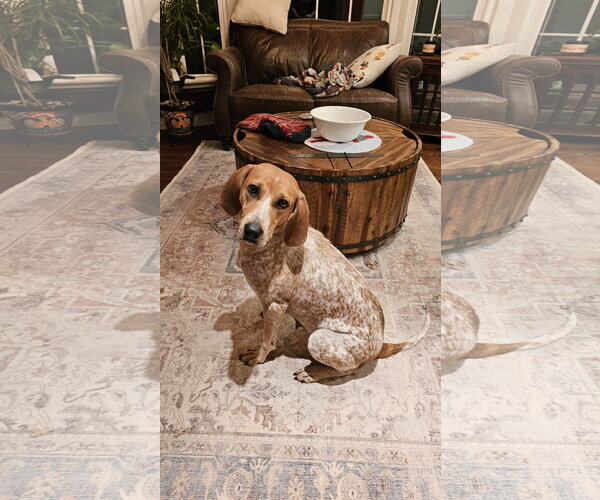Medium Photo #5 Coonhound-Unknown Mix Puppy For Sale in Plainfield, IL, USA