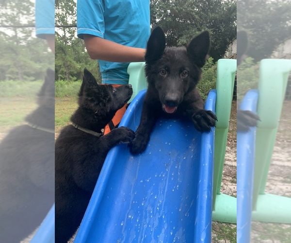 Medium Photo #2 German Shepherd Dog Puppy For Sale in WILLISTON, FL, USA