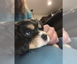 Small Photo #7 Cavalier King Charles Spaniel Puppy For Sale in SAINT CLOUD, MN, USA
