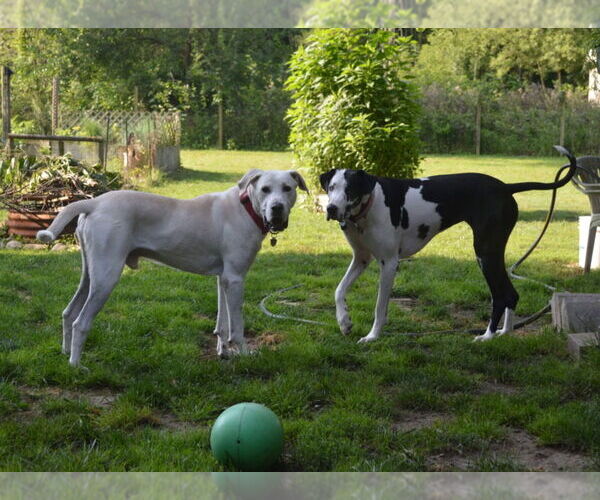 Medium Photo #2 Great Pyredane Puppy For Sale in Bullard, TX, USA