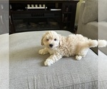Small Photo #4 Maltipoo Puppy For Sale in ALEXANDRIA, VA, USA